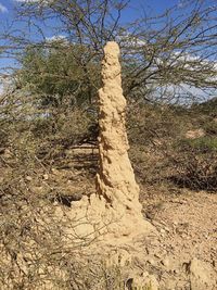 Close-up of tree against sky