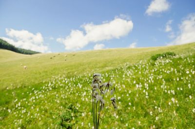 Scenic view of field against sky