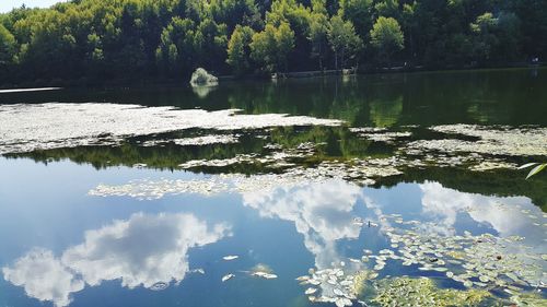 Reflection of trees in lake