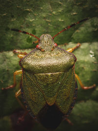 Close-up of insect on leaf