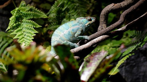 Green chameleon on a tree branch. adapted to an arboreal lifestyle 