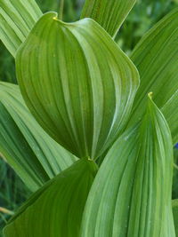 Close-up of palm leaf