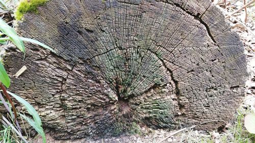 Close-up of tree stump in forest