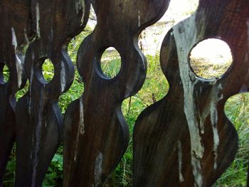 Close-up of tree trunk in forest