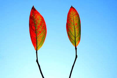 Low angle view of leaf against clear blue sky