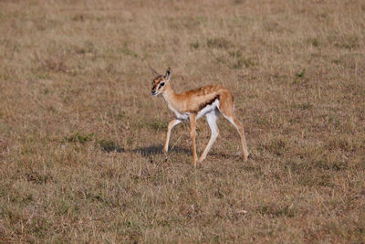 Young thomson's gazelle walks through grass in the maasai mara