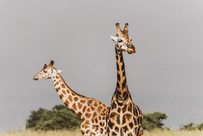 Giraffes standing against sky