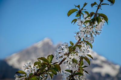 Close-up of cherry blossom against clear blue sky