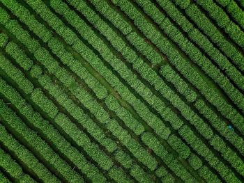 Aerial view of plantation