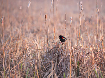 Side view of red-winged blackbird perched on reed in the léon-provancher marsh in spring