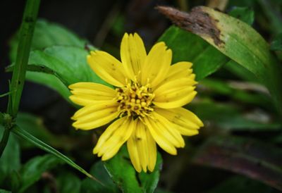 Close-up of yellow flower blooming outdoors