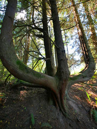 Trees in forest