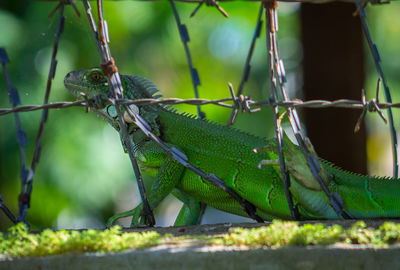 Close-up of green perching on plant