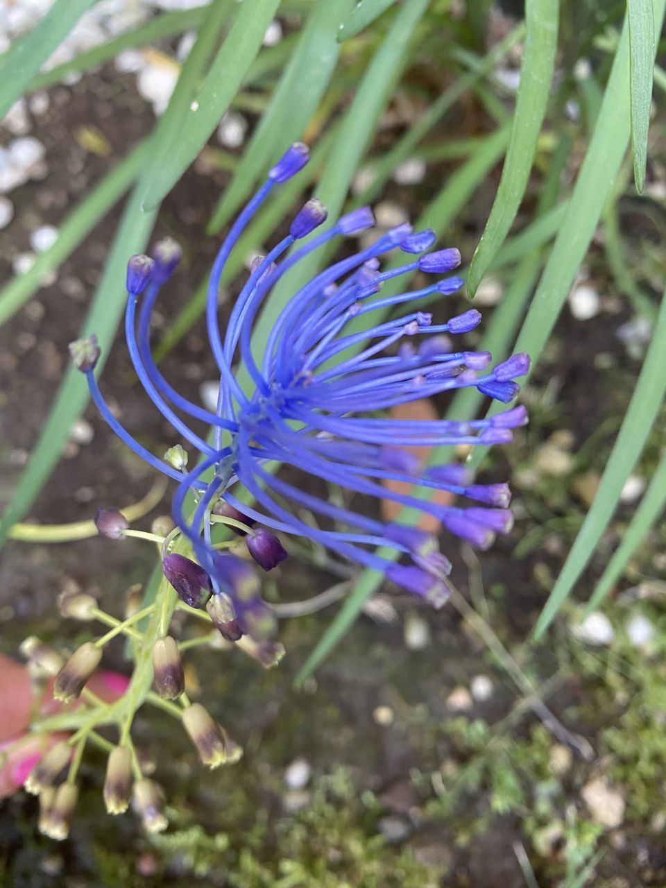 HIGH ANGLE VIEW OF PURPLE FLOWER ON PLANT