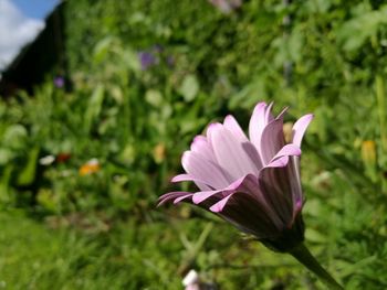 Close-up of flower blooming outdoors