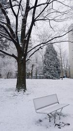 Bare trees on snow covered landscape