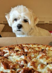 Close-up portrait of dog