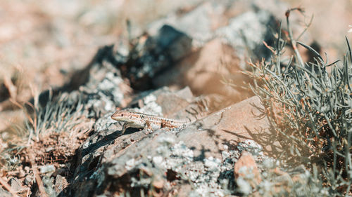 Small lizard between rocks and desert vegetation