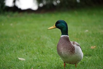 Close-up of duck on field