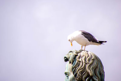 Close-up of seagull perching on a bird