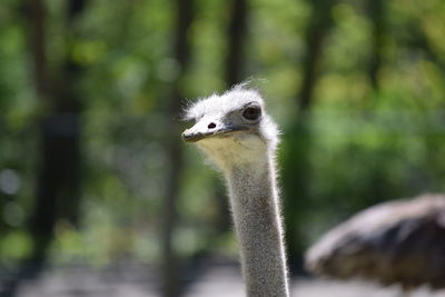 Close-up portrait of bird against blurred background