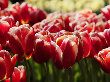 Close-up of red tulips