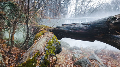 Scenic view of waterfall in forest