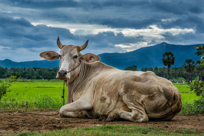 Cow in a field