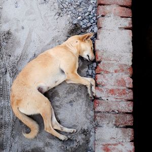 Dog sleeping on wall