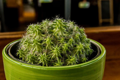 Close-up of potted plant on table