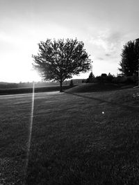 Tree on field against sky