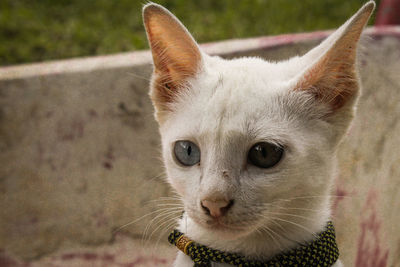 Close-up portrait of a cat