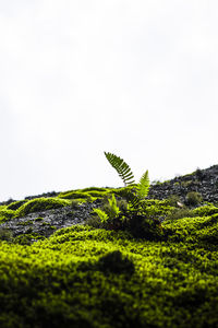 Close-up of moss growing on tree against sky