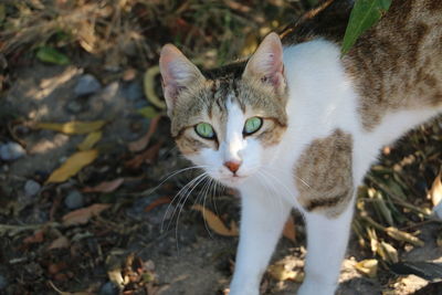 Close-up portrait of cat