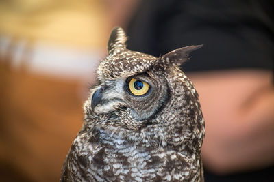 Close-up portrait of owl