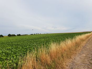 Scenic view of field against sky