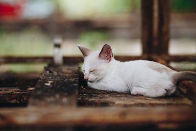 Close-up of cat resting on wood