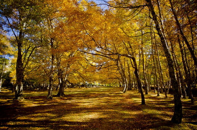 Trees in forest during autumn