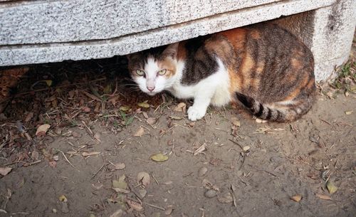 Cat looking away