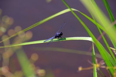 Close-up of dragonfly on plant