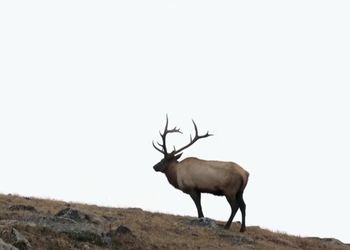 Deer standing on grass against sky