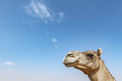 Closeup of camel head against blue sky with large copy space in the clear blue sky