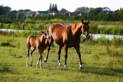 Horses standing in a field