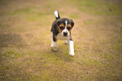pet