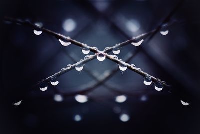 Close-up of wet plant during rainy season