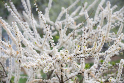 Close-up of snow on plant