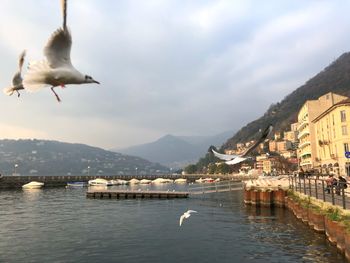 Seagulls flying over bay