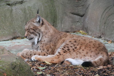 Cat lying down