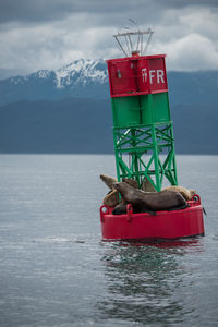 Seals on buoy in sea against sky