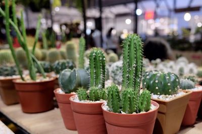 Potted plants at market stall